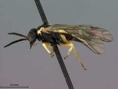 Aneugmenus scutellatus by the Smithsonian. Used under a CC0 license.