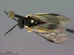 Aneugmenus scutellatus by the Smithsonian. Used under a CC0 license.