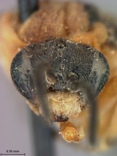 Athalia spinarum japanensis by the Smithsonian. Used under a CC0 license.