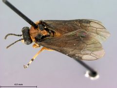 Athalia spinarum japanensis by the Smithsonian. Used under a CC0 license.