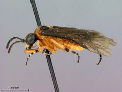 Athalia spinarum japanensis by the Smithsonian. Used under a CC0 license.