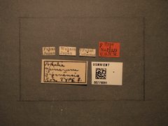 Athalia spinarum japanensis by the Smithsonian. Used under a CC0 license.