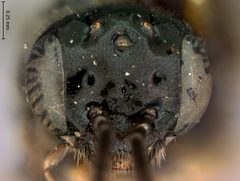 Caliroa amygdalina by the Smithsonian. Used under a CC0 license.