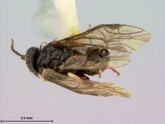 Caliroa amygdalina by the Smithsonian. Used under a CC0 license.