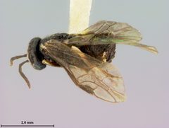 Caliroa amygdalina by the Smithsonian. Used under a CC0 license.