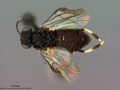 Caliroa nyssae by the Smithsonian. Used under a CC0 license.