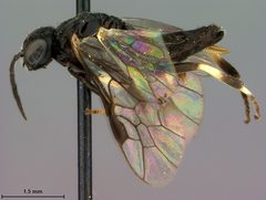 Caliroa nyssae by the Smithsonian. Used under a CC0 license.