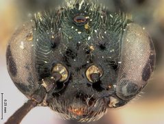 Caliroa nyssae by the Smithsonian. Used under a CC0 license.