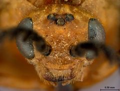 Ceratulus spectabilis by the Smithsonian. Used under a CC0 license.