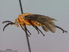 Ceratulus spectabilis by the Smithsonian. Used under a CC0 license.