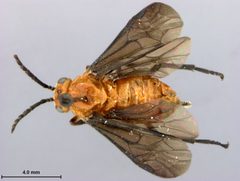 Ceratulus spectabilis by the Smithsonian. Used under a CC0 license.