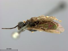 Cladius solitarius by the Smithsonian. Used under a CC0 license.