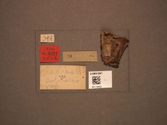 Cladius solitarius by the Smithsonian. Used under a CC0 license.