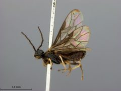 Cladius solitarius by the Smithsonian. Used under a CC0 license.
