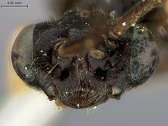 Cladius solitarius by the Smithsonian. Used under a CC0 license.
