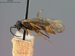 Craterocercus californicus by the Smithsonian. Used under a CC0 license.