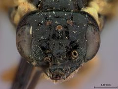 Craterocercus californicus by the Smithsonian. Used under a CC0 license.