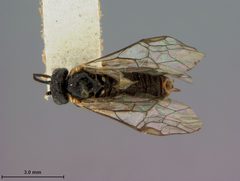 Craterocercus californicus by the Smithsonian. Used under a CC0 license.