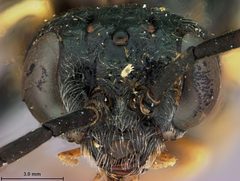 Craterocercus furcatus by the Smithsonian. Used under a CC0 license.
