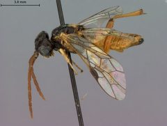 Dimorphopteryx autumnalis by the Smithsonian. Used under a CC0 license.