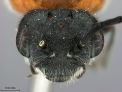 Dolerus (Achaetoprion) californicus by the Smithsonian. Used under a CC0 license.
