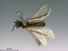Dolerus elderi var. melanus by the Smithsonian. Used under a CC0 license.
