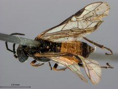 Dolerus elderi by the Smithsonian. Used under a CC0 license.