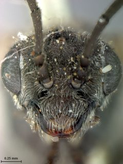 Dolerus elderi var. melanus by the Smithsonian. Used under a CC0 license.