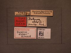 Dolerus elderi by the Smithsonian. Used under a CC0 license.