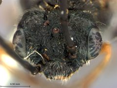 Dolerus elderi by the Smithsonian. Used under a CC0 license.