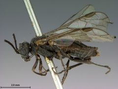 Dolerus elderi var. melanus by the Smithsonian. Used under a CC0 license.