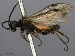 Dolerus elderi by the Smithsonian. Used under a CC0 license.