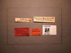 Dolerus elderi var. melanus by the Smithsonian. Used under a CC0 license.