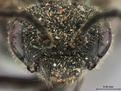 Dolerus (Achaetoprion) interior by the Smithsonian. Used under a CC0 license.