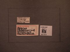 Dolerus (Achaetoprion) klokeorum by the Smithsonian. Used under a CC0 license.