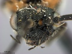 Dolerus shanghaiensis by the Smithsonian. Used under a CC0 license.