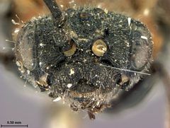 Dolerus umbraticus by the Smithsonian. Used under a CC0 license.