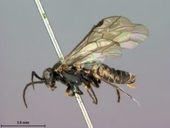Empria affinis by the Smithsonian. Used under a CC0 license.