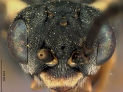 Empria distincta by the Smithsonian. Used under a CC0 license.