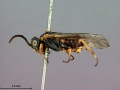 Empria distincta by the Smithsonian. Used under a CC0 license.
