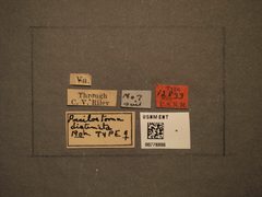 Empria distincta by the Smithsonian. Used under a CC0 license.