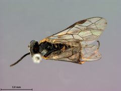 Empria distincta by the Smithsonian. Used under a CC0 license.
