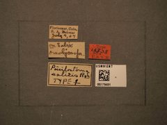 Empria salicis by the Smithsonian. Used under a CC0 license.