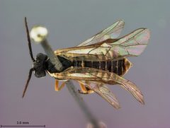 Empria salicis by the Smithsonian. Used under a CC0 license.