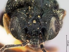 Eriocampa mitsukurii by the Smithsonian. Used under a CC0 license.