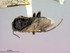 Eriocampa mitsukurii by the Smithsonian. Used under a CC0 license.
