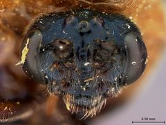 Eriocampa mitsukurii by the Smithsonian. Used under a CC0 license.