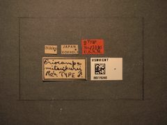 Eriocampa mitsukurii by the Smithsonian. Used under a CC0 license.