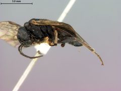 Eriocampa mitsukurii by the Smithsonian. Used under a CC0 license.