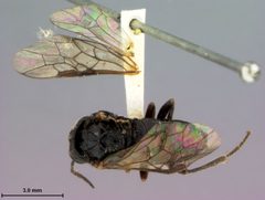 Eriocampa mitsukurii by the Smithsonian. Used under a CC0 license.